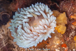White variant of Gas flame nudibranch by Peet J Van Eeden 